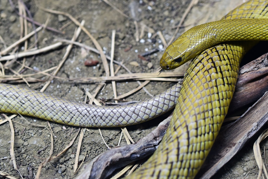 découvrez les serpents les plus venimeux du monde, leur habitat, leurs caractéristiques uniques et les dangers qu'ils représentent. apprenez à les reconnaître et à éviter les morsures grâce à nos conseils de sécurité.