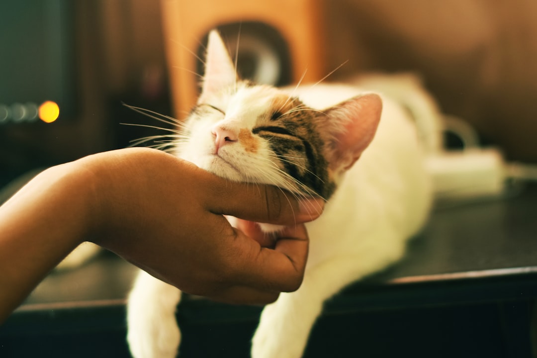découvrez tout ce qu'il faut savoir sur les chats enceintes : signes de grossesse, soins à apporter et conseils pour accueillir les adorables chatons. informez-vous pour garantir la santé et le bien-être de votre féline pendant cette période spéciale.