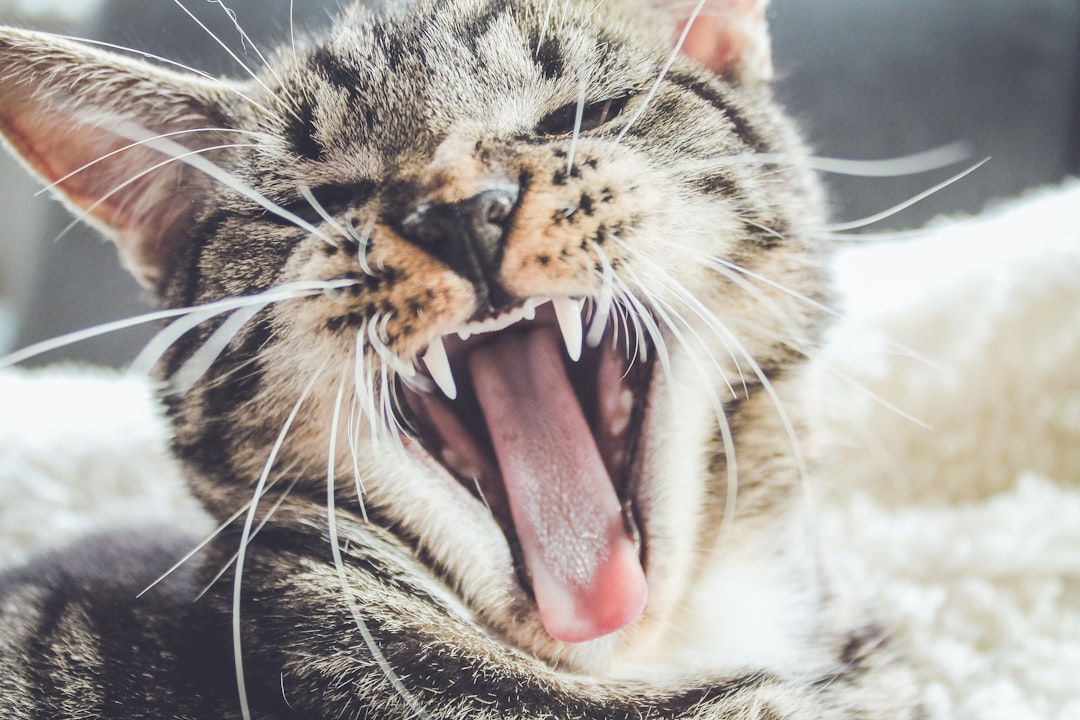 découvrez tout ce qu'il faut savoir sur les chats enceintes : signes de grossesse, soins à apporter, conseils de préparation et bien plus encore pour assurer le bien-être de votre féline en attendant ses petits.