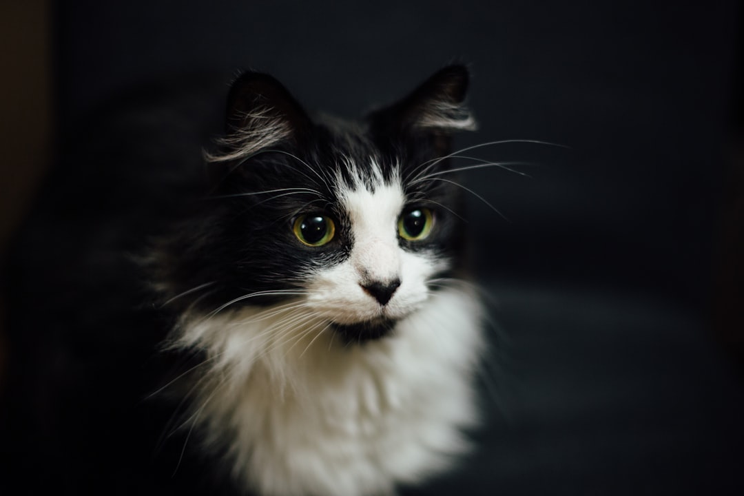 découvrez les signes et conseils essentiels pour prendre soin d'une chatte en gestation. apprenez à reconnaître les changements chez votre animal et à préparer son environnement pour l'arrivée des chatons.