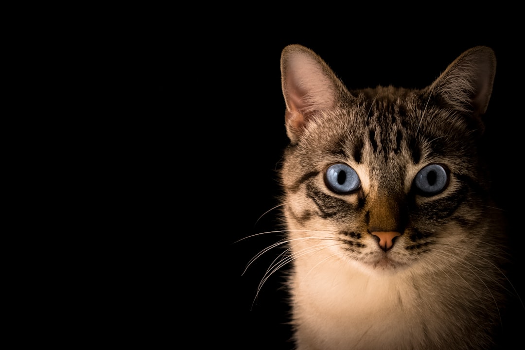 découvrez tout ce qu'il faut savoir sur les chats enceintes : les signes de la grossesse, les soins à leur apporter et les étapes de leur gestation pour assurer la santé de votre félin et de ses futurs chatons.