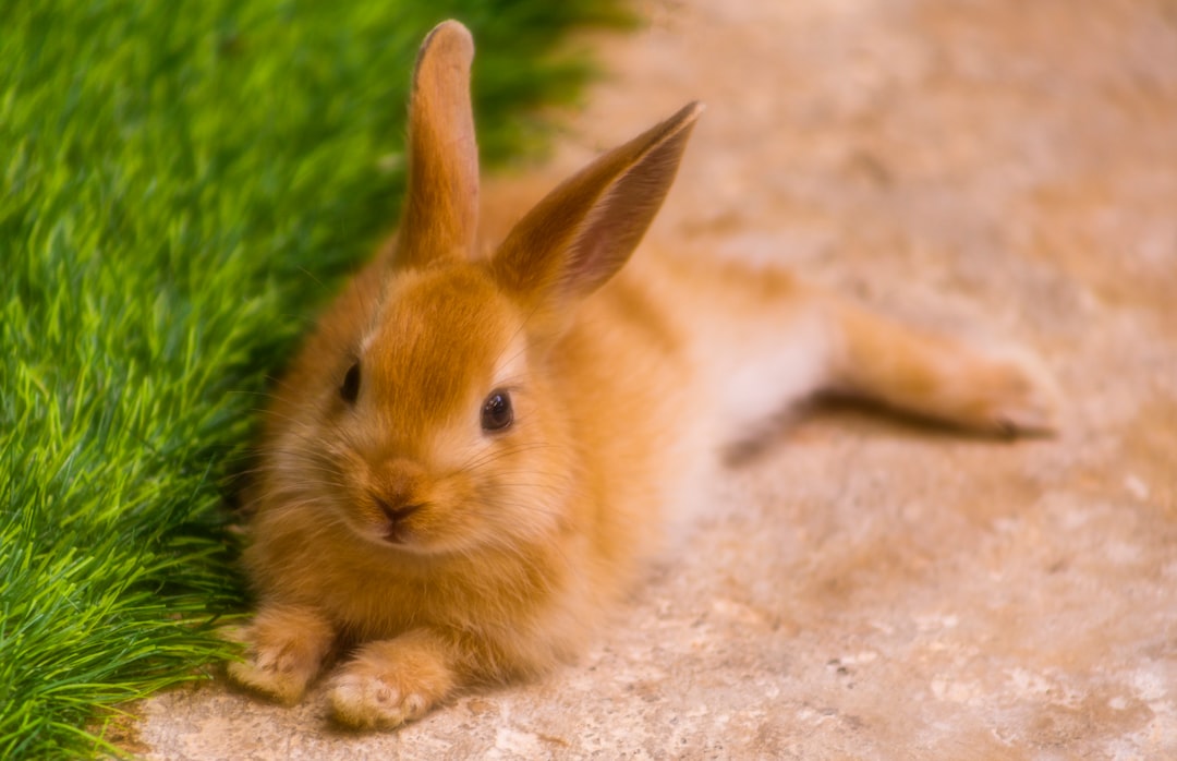 découvrez l'univers fascinant des lapins ! apprenez tout sur leur comportement, leur habitat, et comment en prendre soin. explorez nos conseils et astuces pour offrir à votre petit compagnon une vie heureuse et épanouie.