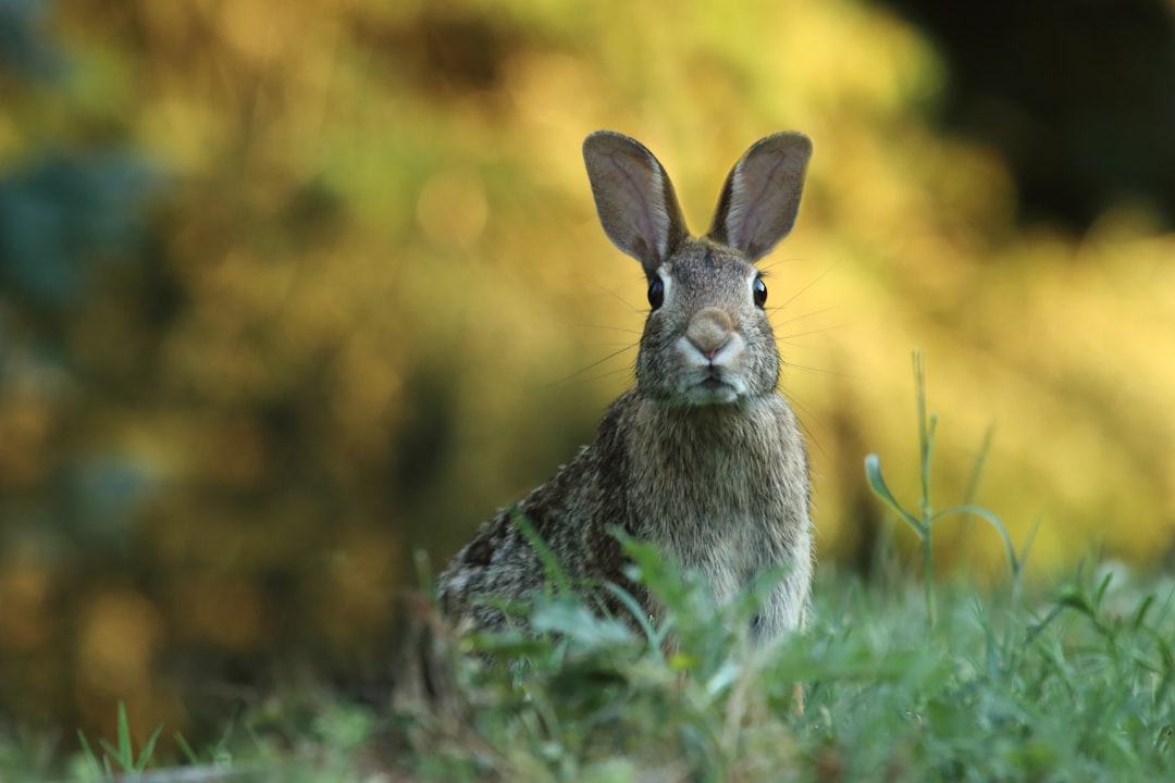 découvrez le monde fascinant des lapins : leur habitat, leurs comportements et les soins à leur apporter. apprenez tout sur ces animaux adorables et pourquoi ils font d'excellents compagnons.