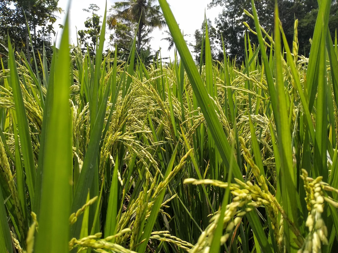 découvrez les bienfaits du riz, un aliment de base polyvalent et nutritif. apprenez des recettes variées, des conseils de préparation et d'où vient ce grain essentiel qui accompagne vos plats préférés.