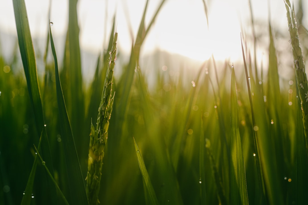 découvrez le monde fascinant du riz : ses variétés, ses bienfaits nutritionnels et des recettes délicieuses pour le cuisiner. apprenez à intégrer ce délicieux grain dans vos plats quotidiens pour un repas savoureux et équilibré.