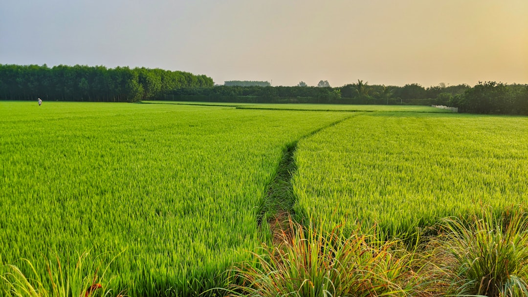 découvrez l'univers du riz : variétés, recettes savoureuses et conseils de préparation pour sublimer vos plats. que vous soyez amateur de cuisine asiatique ou que vous souhaitiez varier vos accompagnements, notre guide sur le riz vous inspirera à chaque repas.