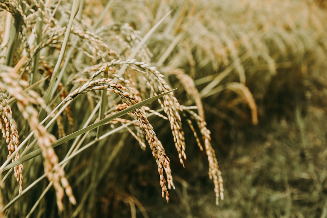 découvrez tout sur le riz : ses variétés, ses bienfaits nutritionnels, des recettes délicieuses et des conseils de cuisson pour savourer ce grain incontournable dans votre cuisine.